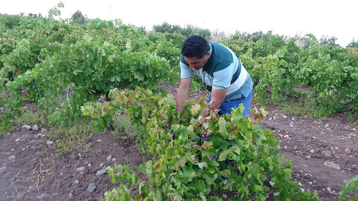Üzümde talep patladı: Kurutmalığın kilosu 600 lirayı buldu