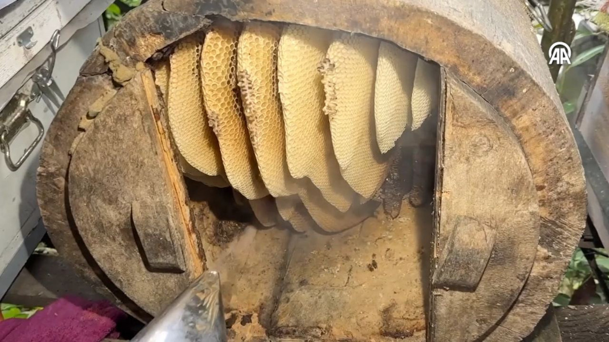 Ayder balında rekolte yarıya düştü: Kilosu 8 bin liradan satılıyor