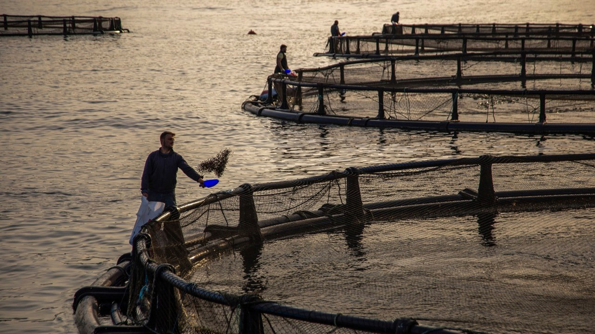 DIA’dan sürdürülebilir balıkçılığa 150 milyon Euro yatırım
