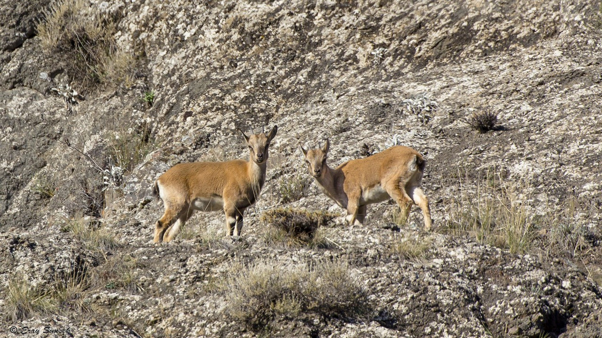 Erzincan'da yaban keçisi avlayan 3 kişiye 975 bin 563 lira ceza