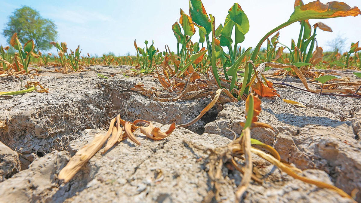 WWF-Türkiye, 2026'da Türkiye'nin iklim hedeflerine bilimsel katkı sunacak