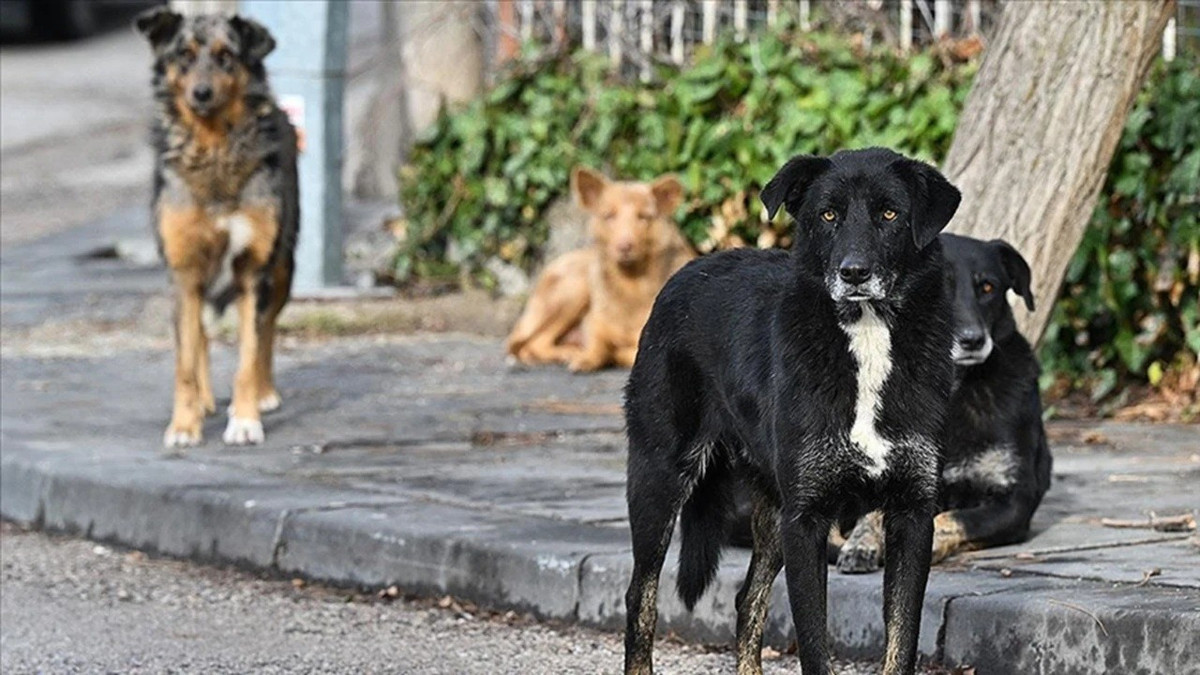 İstanbul Valisi Gül açıkladı: Sahipsiz hayvanların yüzde 46'sı toplandı