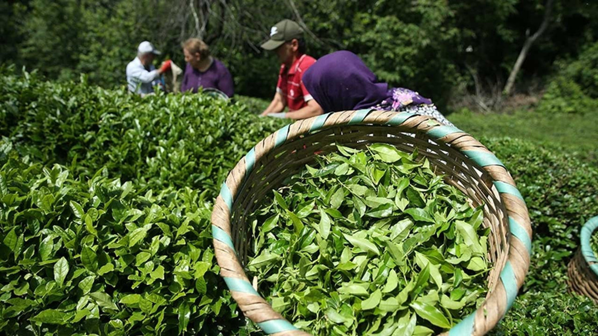 Çay ihracatının yarısı tek bir şehirden çıktı