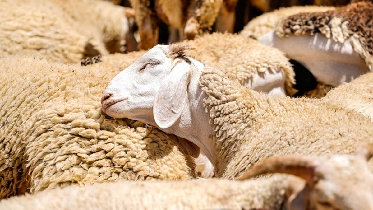 Çatalca'da küçükbaş hayvan kesim ücretine yüzde 200 zam