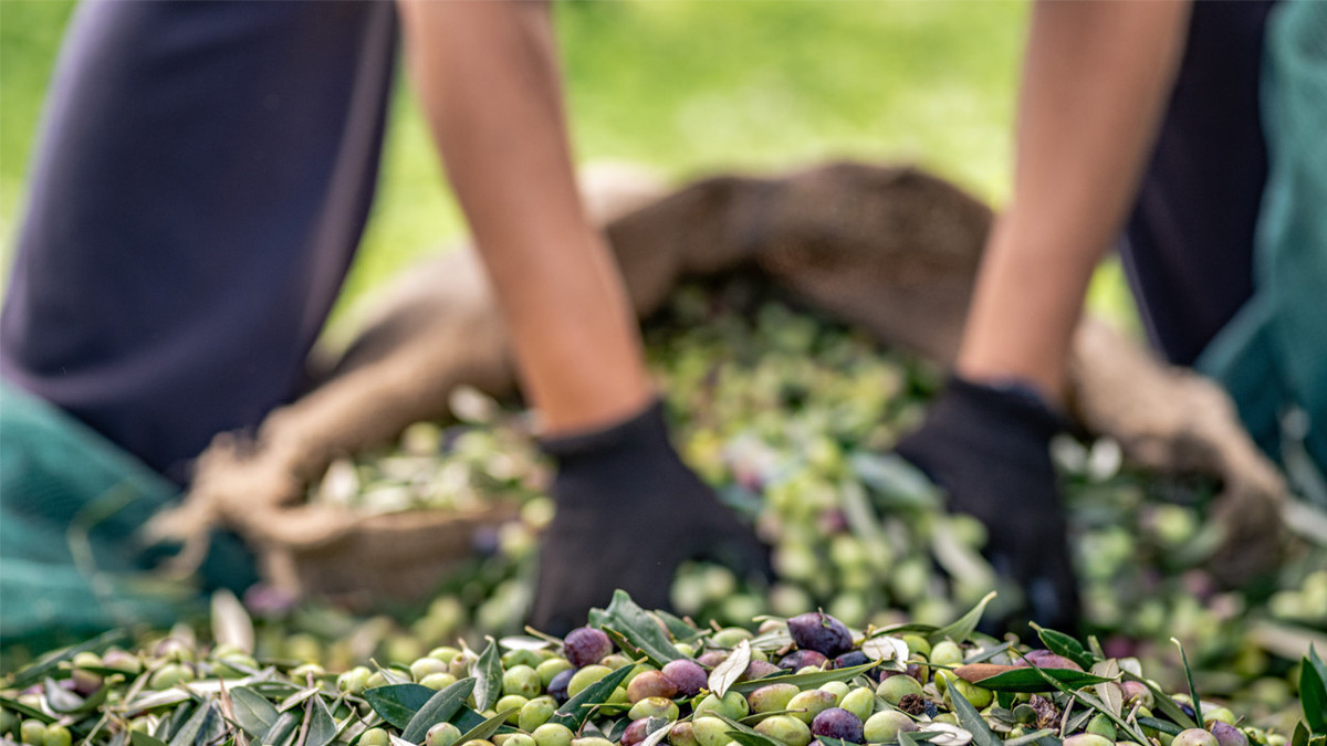 Marmarabirlik üreticisine 860 milyon TL ödeyecek