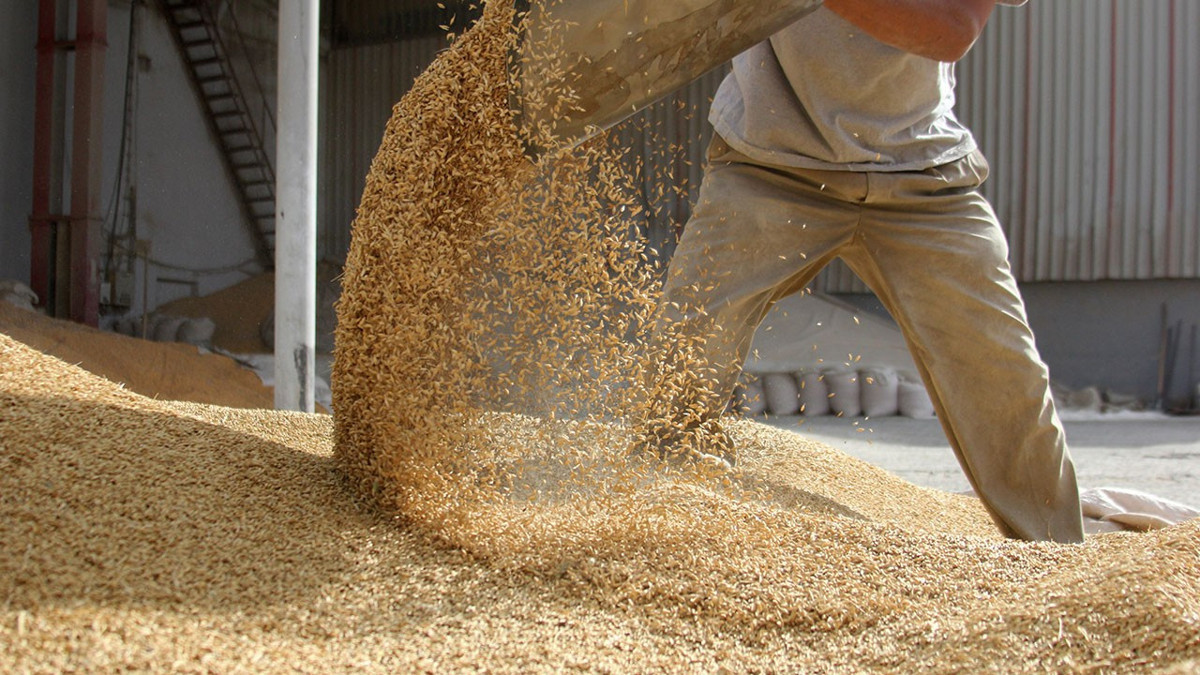 IGC: Küresel tahıl üretiminde 105 milyon tonluk rekor artış bekleniyor