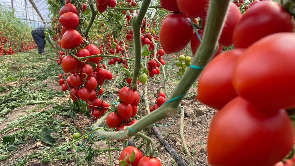 Domates ihracatında 401 milyon dolar: Sektör 2026’dan umutlu