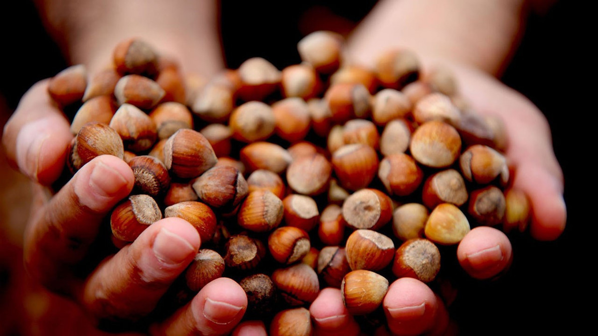 Fındık ihracat geliri 2025’te 2,25 milyar dolar oldu