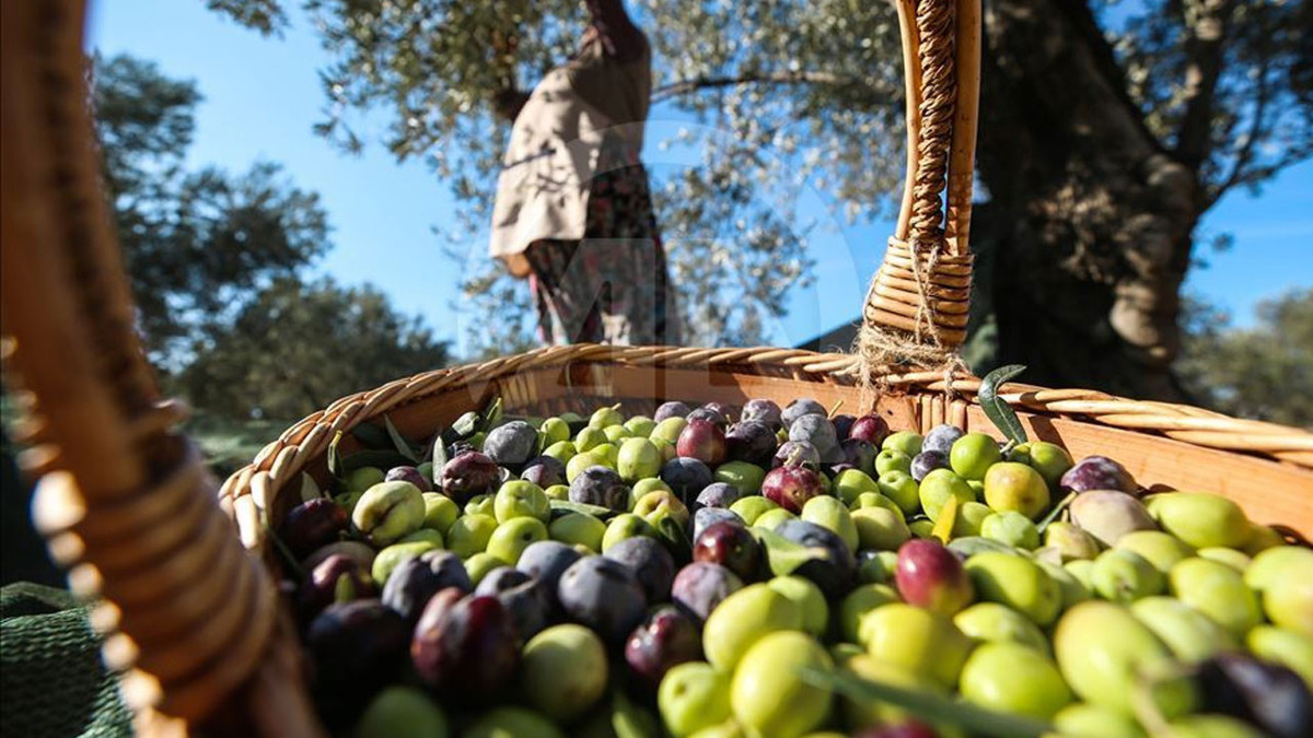 40 yıllık zeytin firması konkordato ilan etti