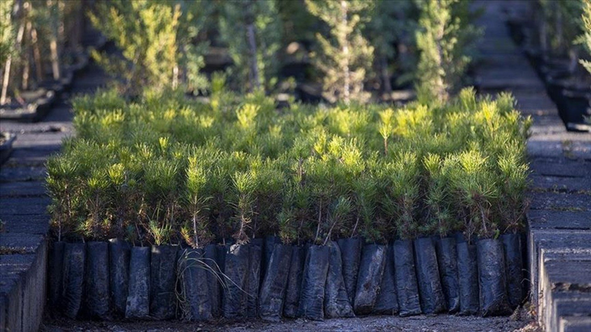 Milli Ağaçlandırma Günü'nde 15 milyon fidan toprakla buluşacak