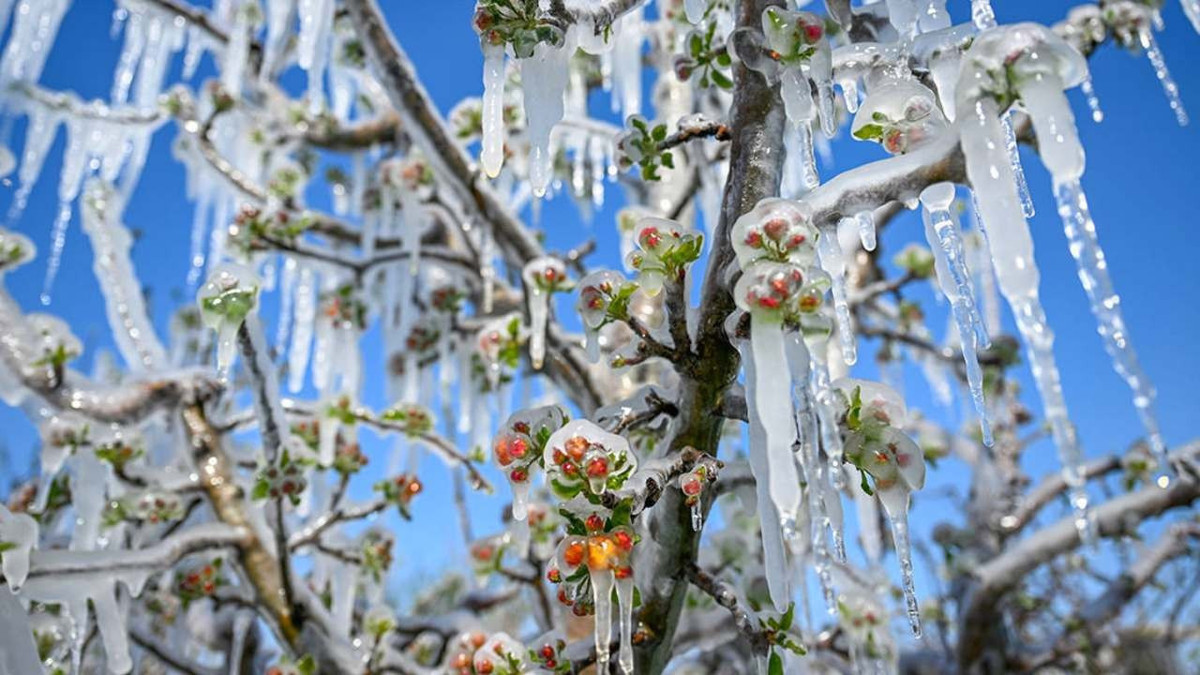 Zirai donun faturası 23 milyar TL! Uzmanlar tarih verip yeni tehlike için çiftçiyi uyardı
