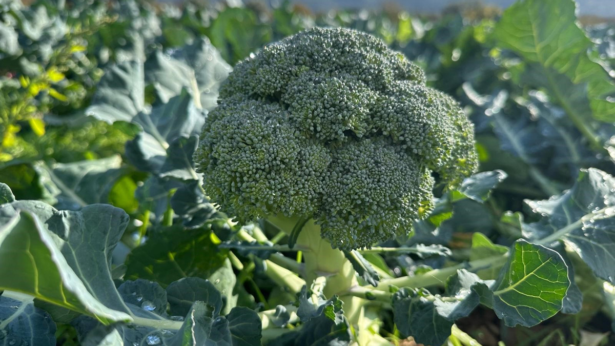 Brokolinin fiyatı 50 kilometrede 14 katına çıkıyor: Tarladan pazara yüzde 1300'lük artış