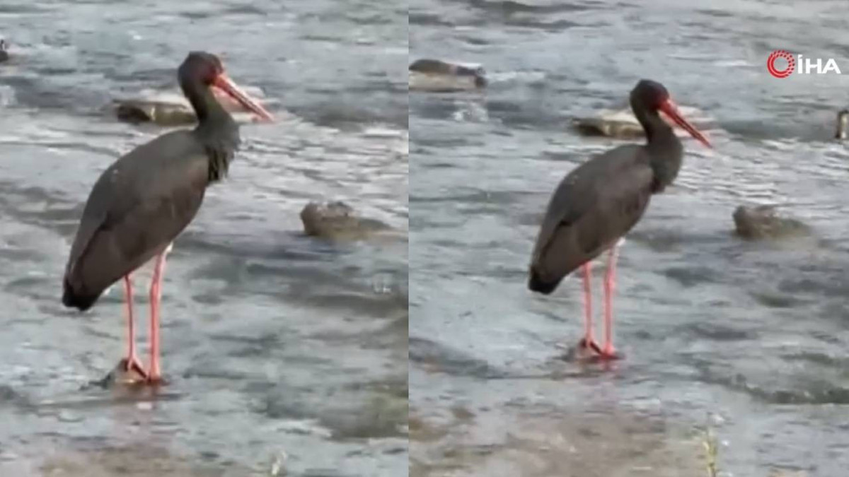 Çok nadir görülüyordu, Karabük'te görüntülendi