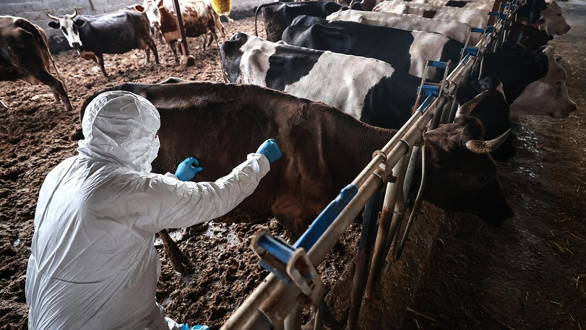 Bodrum Milas'ta şap paniği! 11 mahalle karantinaya alındı