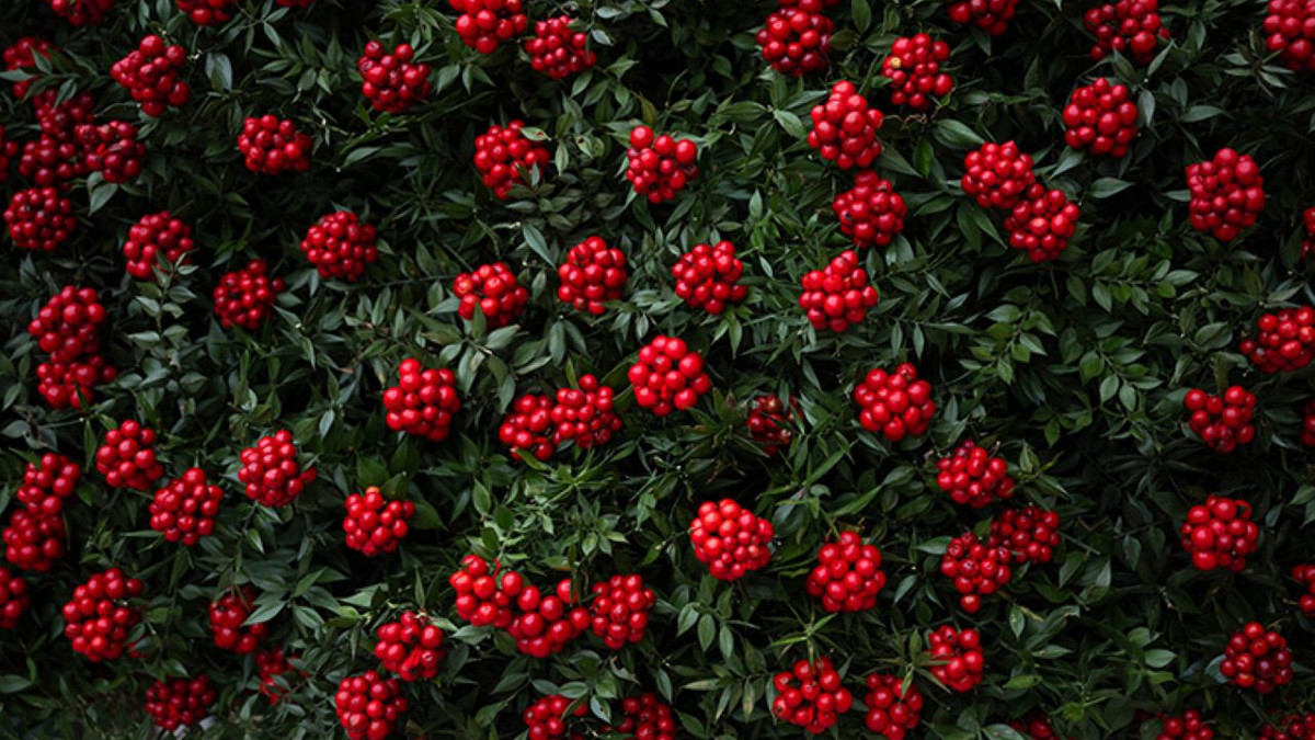 Yılbaşının vazgeçilmezi kokina tezgahlarda: Demeti 350 liraya satılıyor