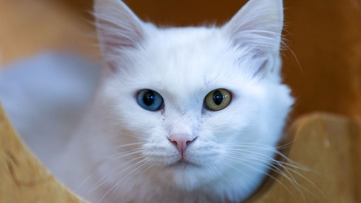 Koruma altındaki Van kedileri bu yıl 120 yavru doğurdu