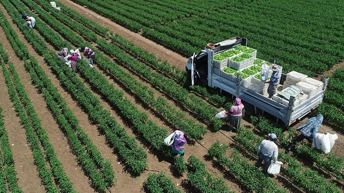 TÜİK: 2025 yılında bitkisel üretim geriledi, meyvede sert düşüş yaşandı