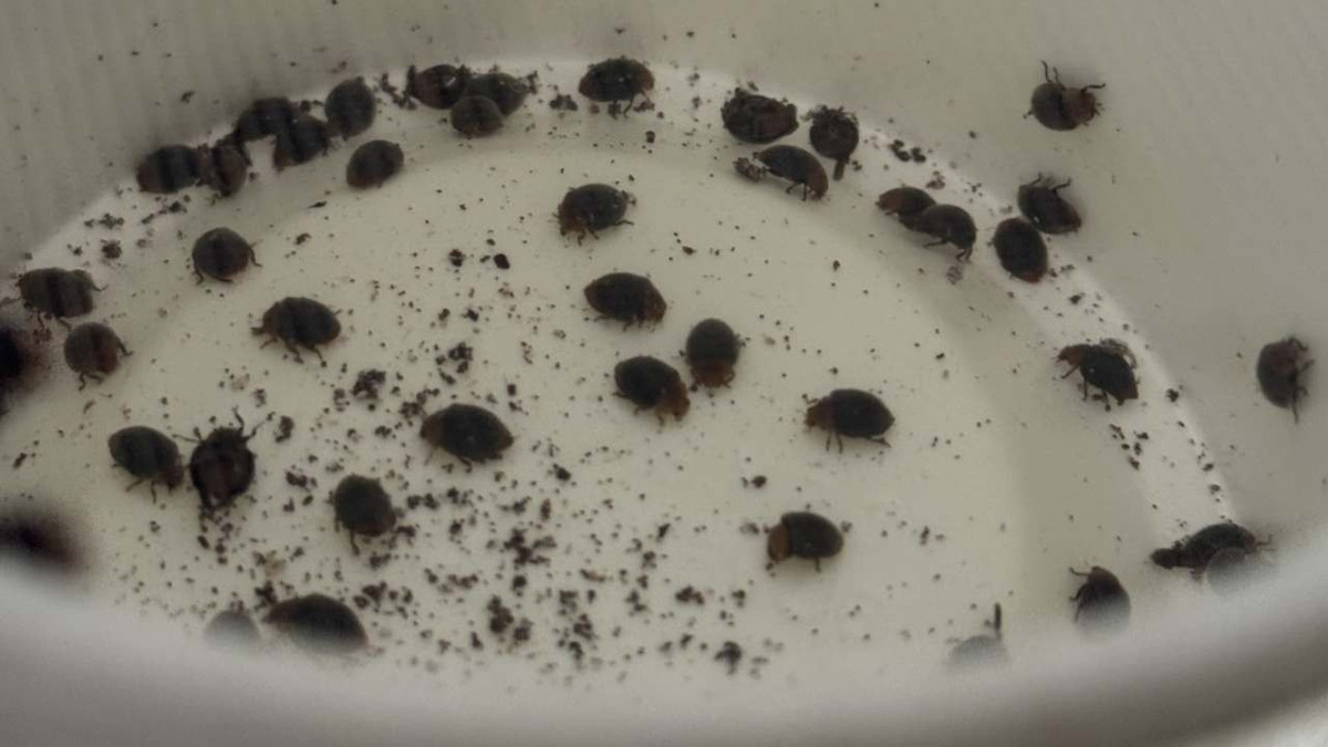 Patatesle üretilen gizli ordu! Hem maliyeti düşürüyor hem zararlıları yok ediyor