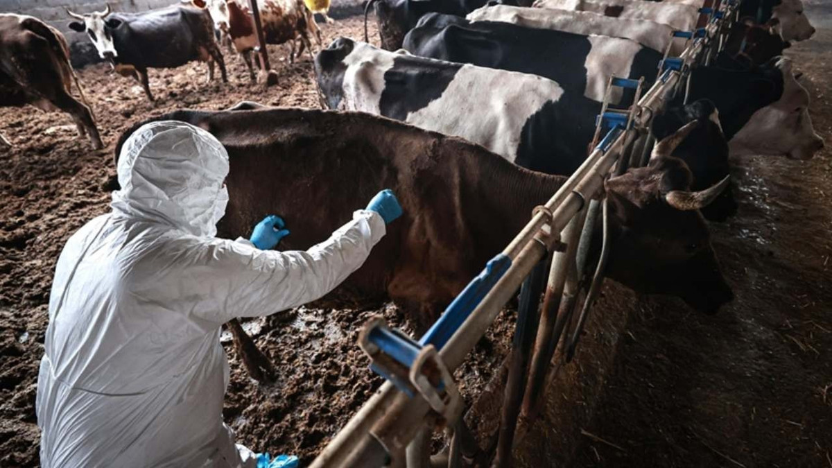 Şap salgınında yeni kriter: 'Hastalıksız bölge' şartları değişti