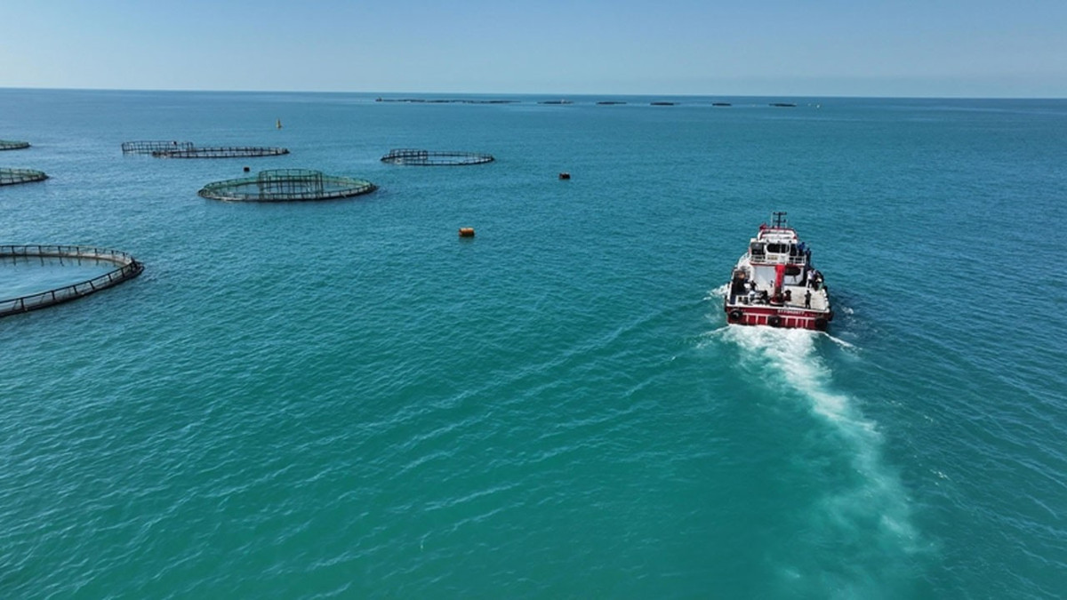 Türkiye'de 2025'te balık üretiminde cumhuriyet tarihinin rekoru kırıldı