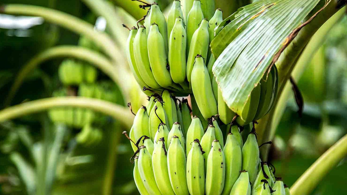 Muzda üretim düştü ithalat patladı