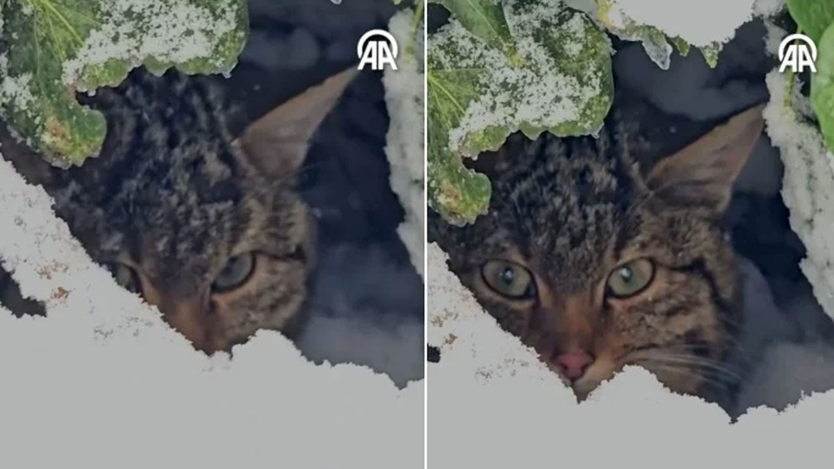 Bolu’da karlar arasında yaban kedisi görüntülendi