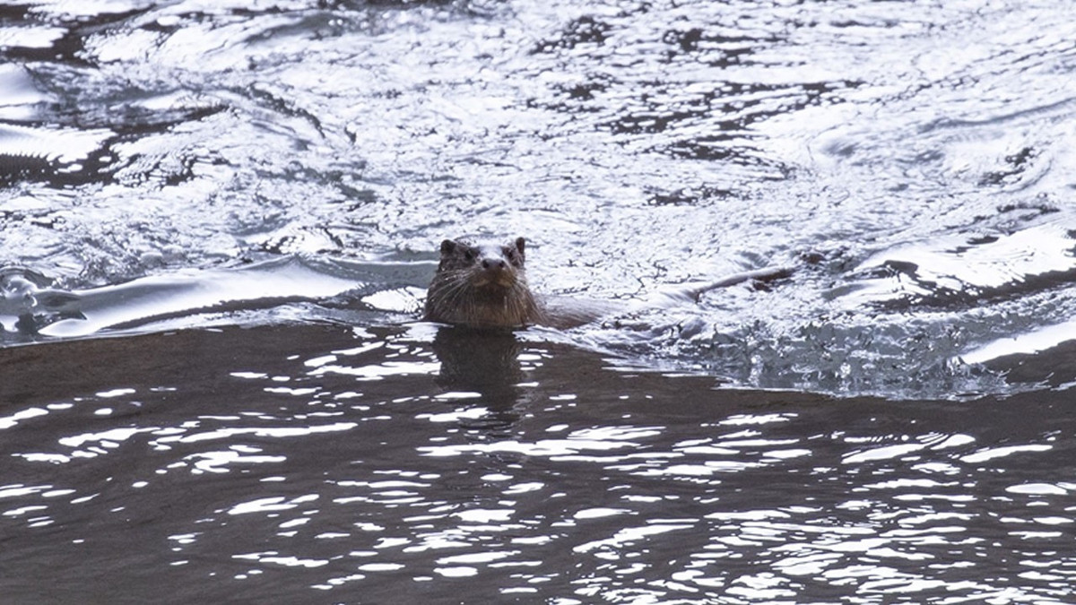 Yedigöller Milli Parkı'nda nesli tükenme tehlikesi altındaki su samuru görüntülendi