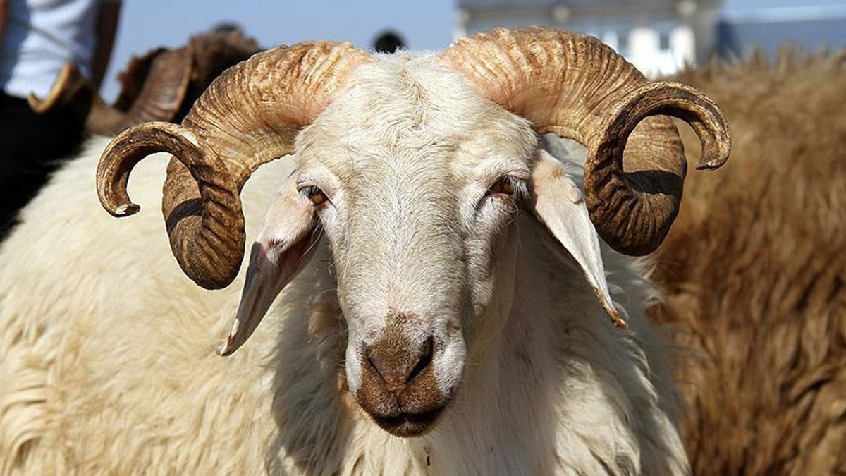 TÜRKYED uyardı: Küçükbaşta ESK devreye girmeli