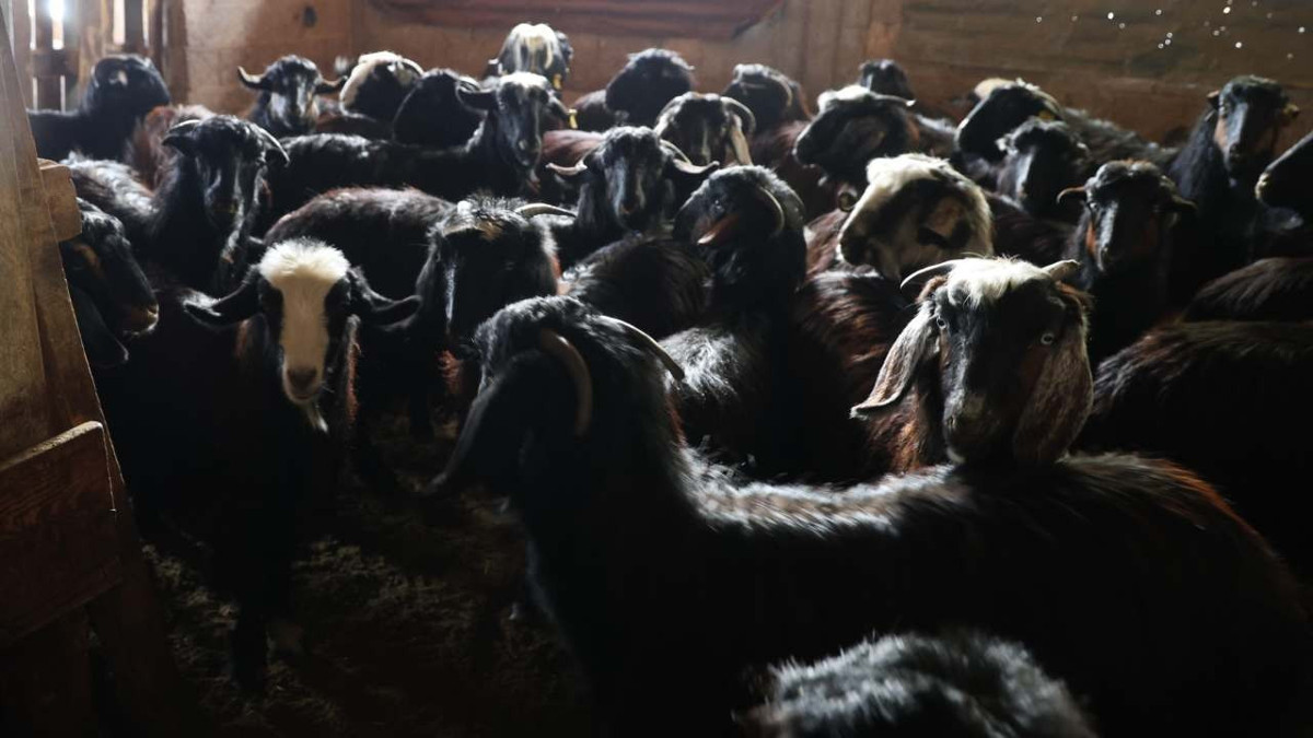 Kurtlar kontrolden çıktı: Sürüler telef oldu, üretici 'pes' ediyor