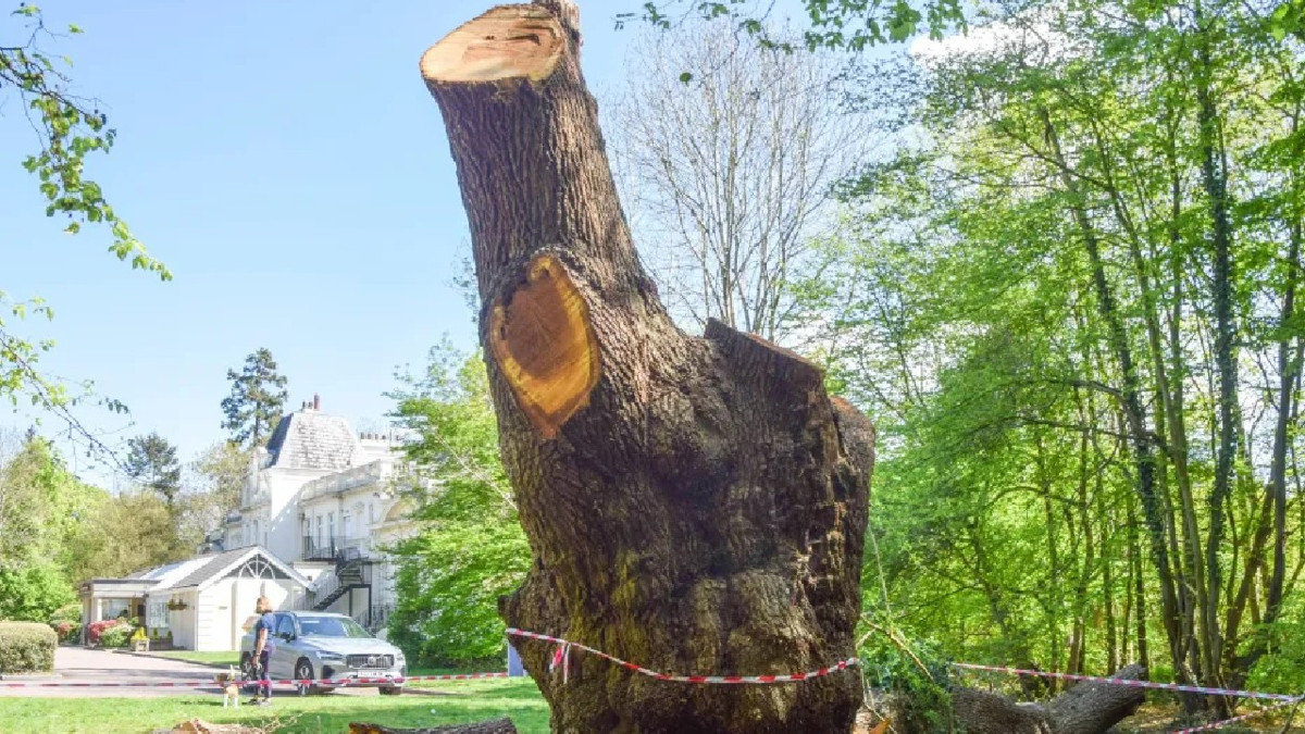 Esnaf lokantası 500 yıllık meşe ağacını kesti, belediye "Dükkandan çık" dedi