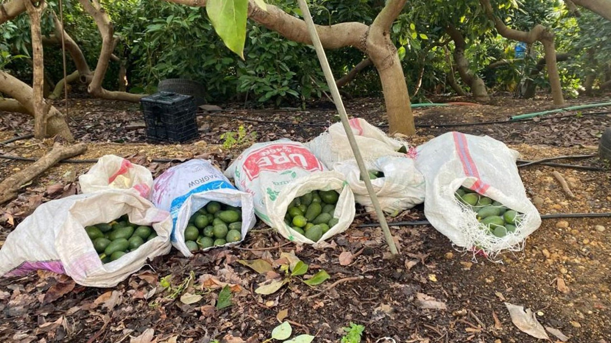 Avokado bahçesine gece baskını: 500 bin liralık vurgun