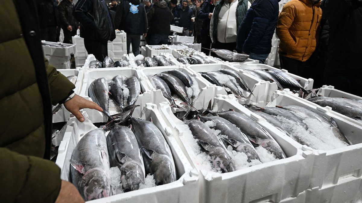 Marmara’da 30 yıl sonra torik akını: 500 tonun üzerinde av