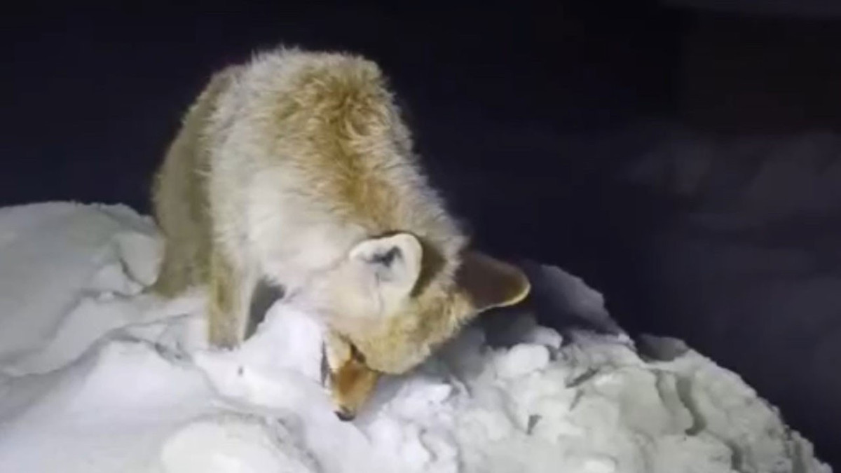 Hakkari Yüksekova'da eksi 30 derecede yaşam mücadelesi: Tilki kar üzerinde dondu