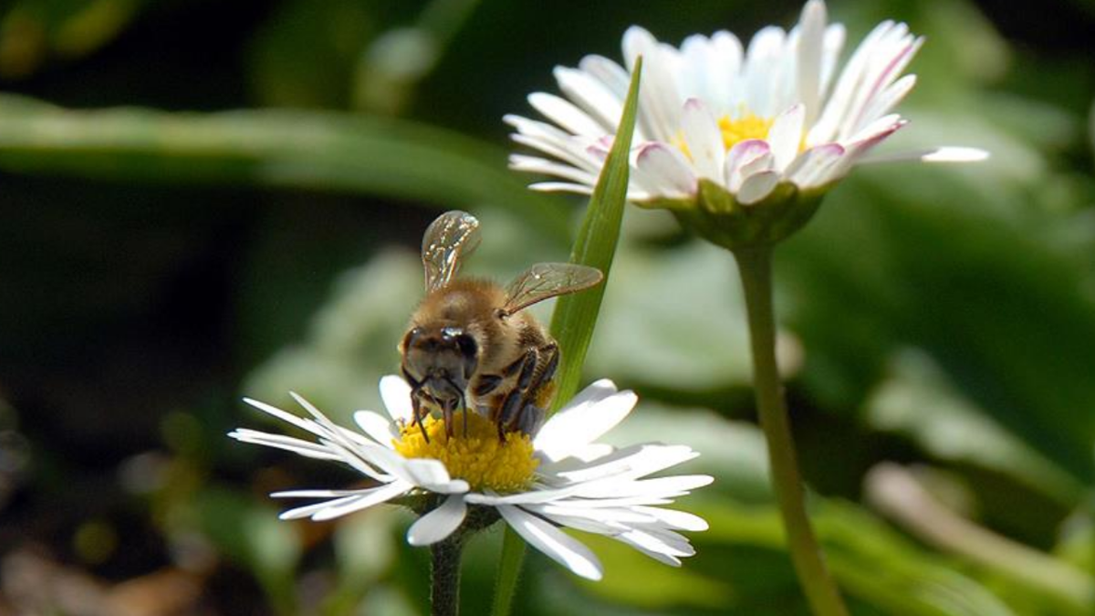 İlk cemre ne zaman, nereye düşüyor?