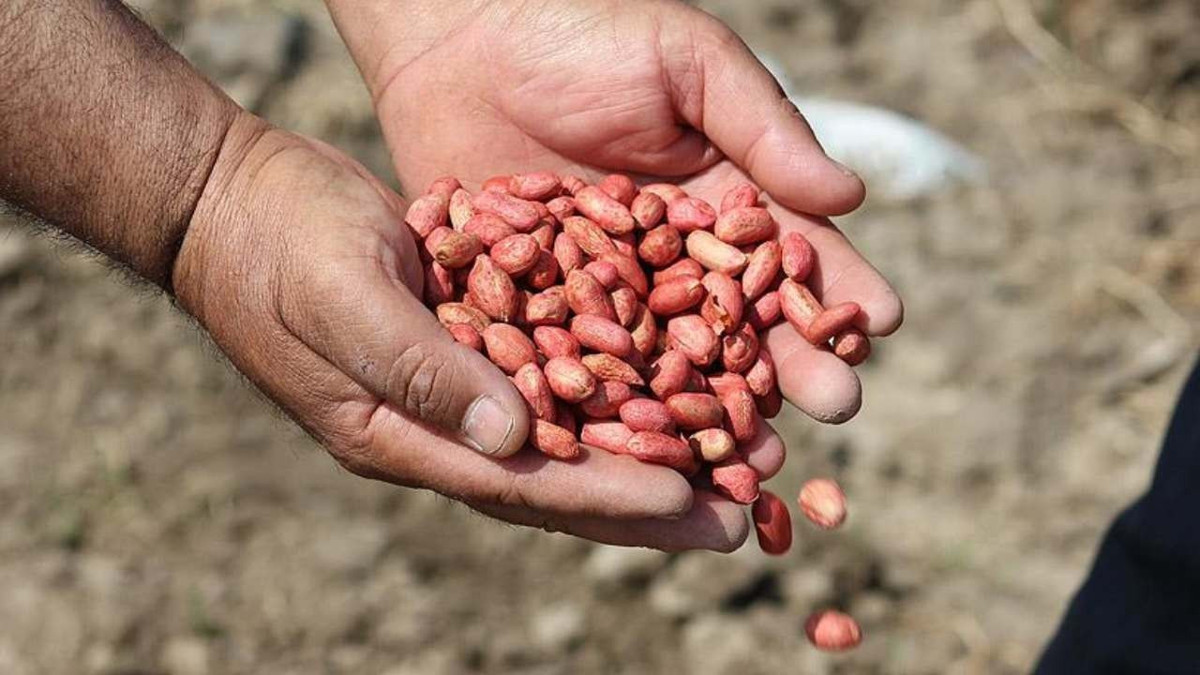 "Fıstıkta ithalat kapısı kapatılsın" talebi