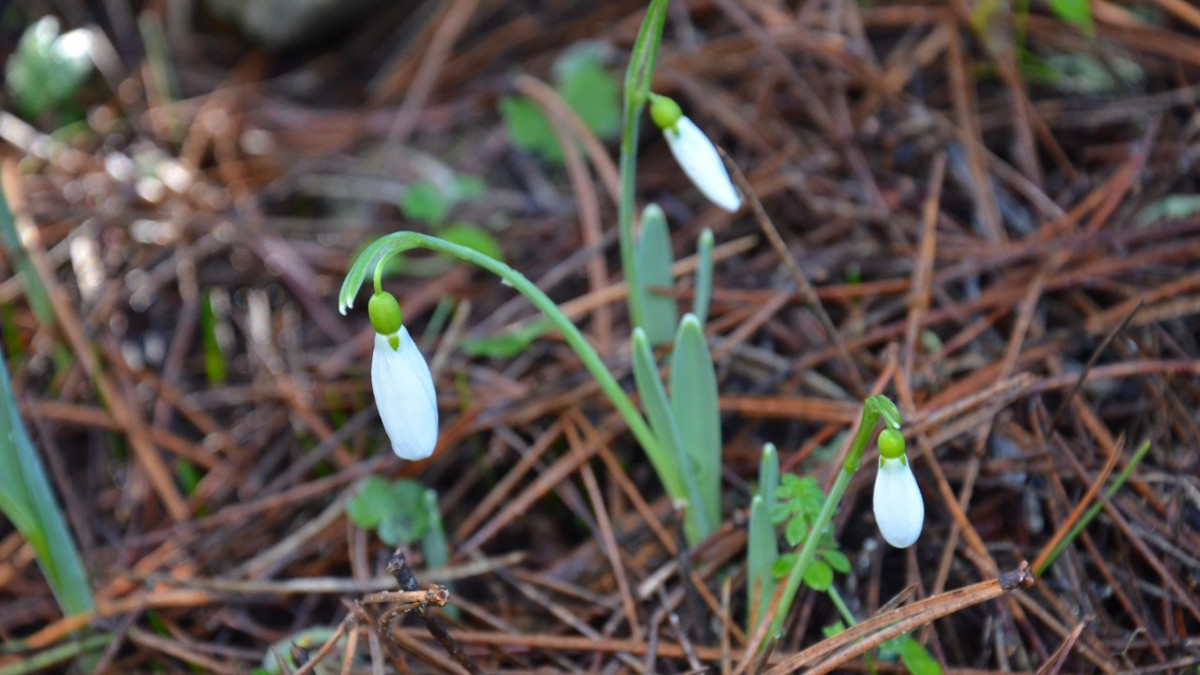 Baharın habercisine dokunmanın bedeli katlandı: Ceza 5 yılda 7 kat arttı