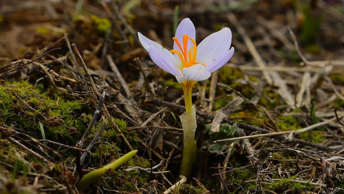 CEMRE TARİHLERİ: 2026 cemre ne zaman, nereye düşüyor?