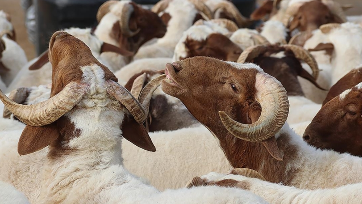 KURBAN BAYRAMI TARİHİ: 2026 Kurban Bayramı ne zaman?