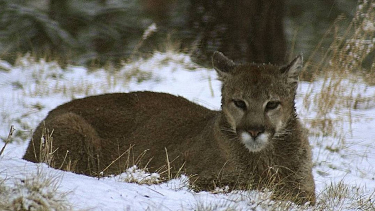 Patagonya’da ekosistem krizi derinleşiyor: Pumalar geri döndü, penguenler savunmasız