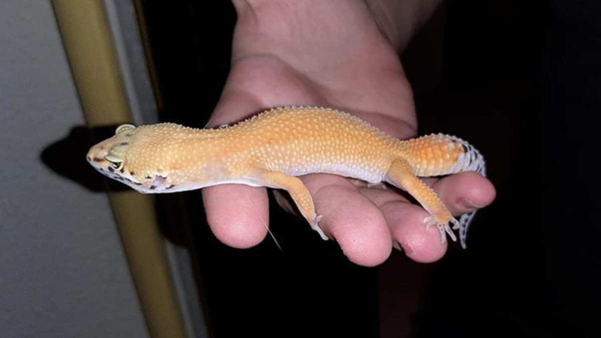 Ticaret Bakanlığı, 2025 yılında da kaçak canlı hayvan ticaretine geçit vermedi