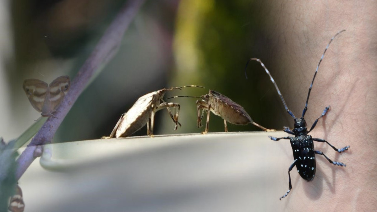 Tarımı tehdit ediyor, verimi düşürüyor: Doğu Karadeniz’i saran 3 istilacı tür