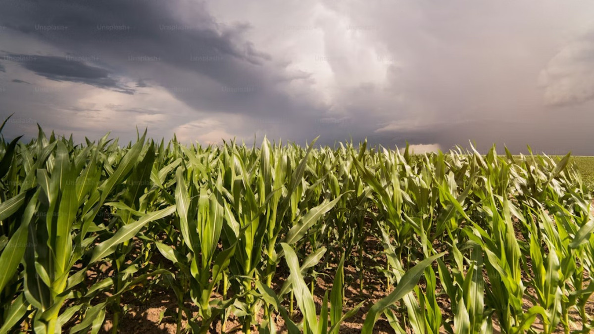 Yağmurlar üretim umudunu artırdı: 2026 için rekor hasat tahmini