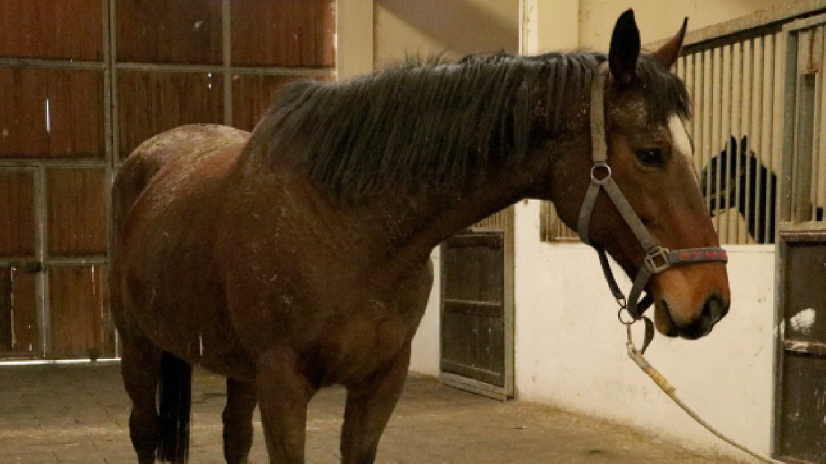 TMSF'den satılık İngiliz kısrağı ve dişi tay