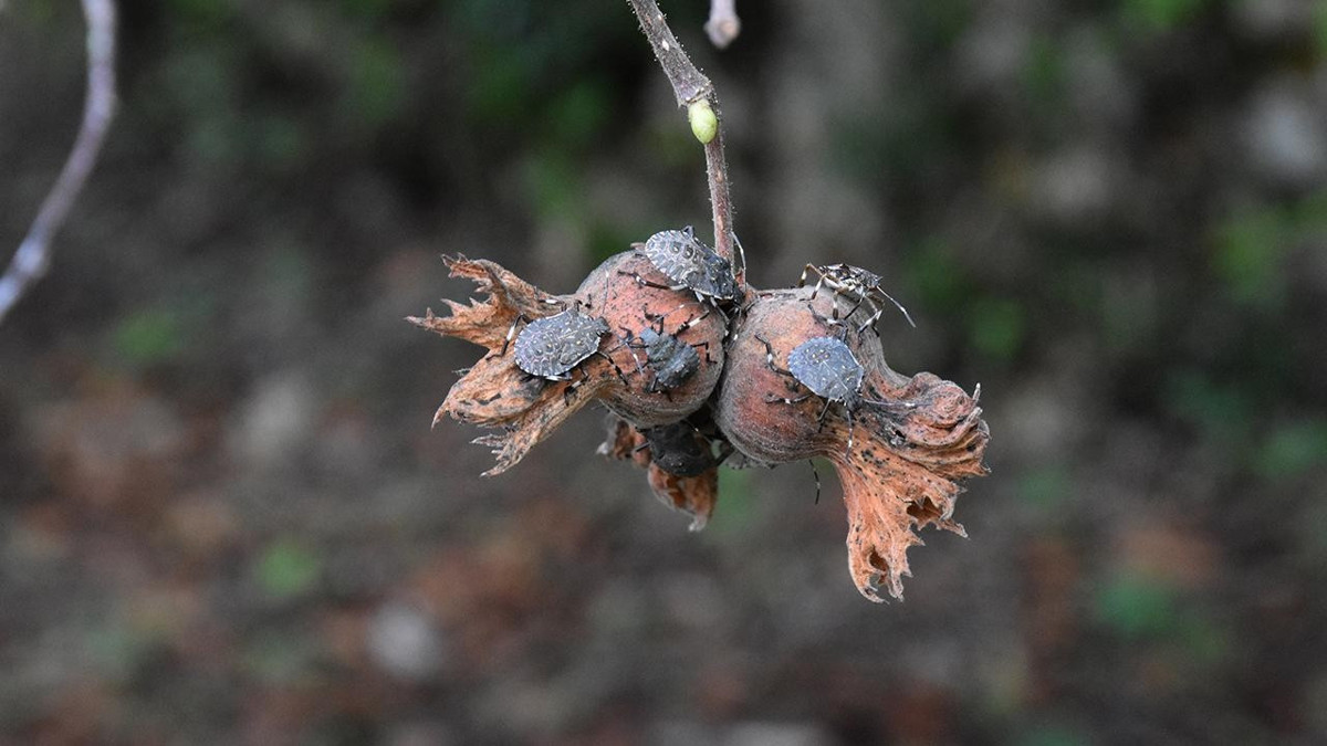 Üreticinin belalısıydı, uzmanlar tarih vererek duyurdu: Gündemden çıkacak