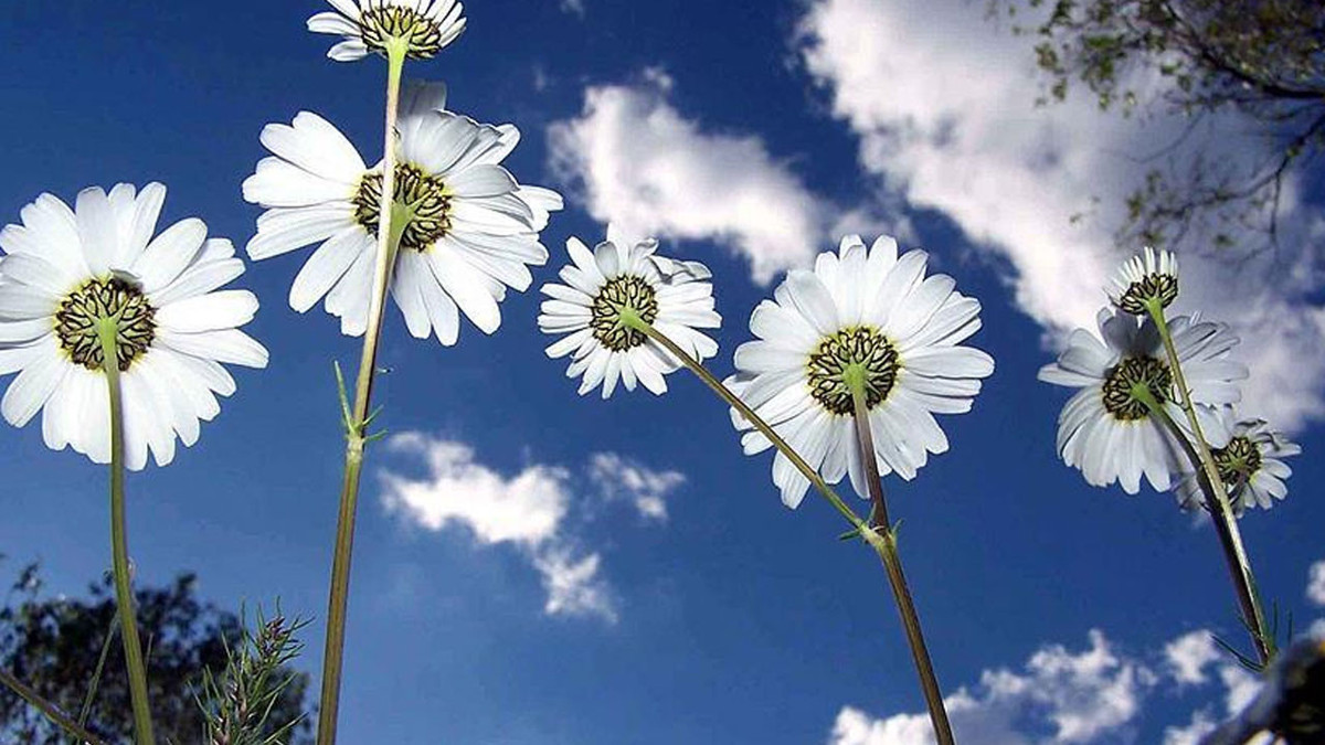 Son cemre toprağa düştü