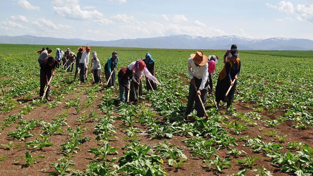 Tarımda ücretler yükseldi: Mevsimlik işçinin aylık maaşı 37 bin TL'yi geçti