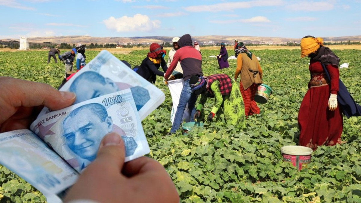 Mevsimlik işçiliğin değer gördüğü şehirler: Günlük maaş 3 bin 300 TL'ye dayandı