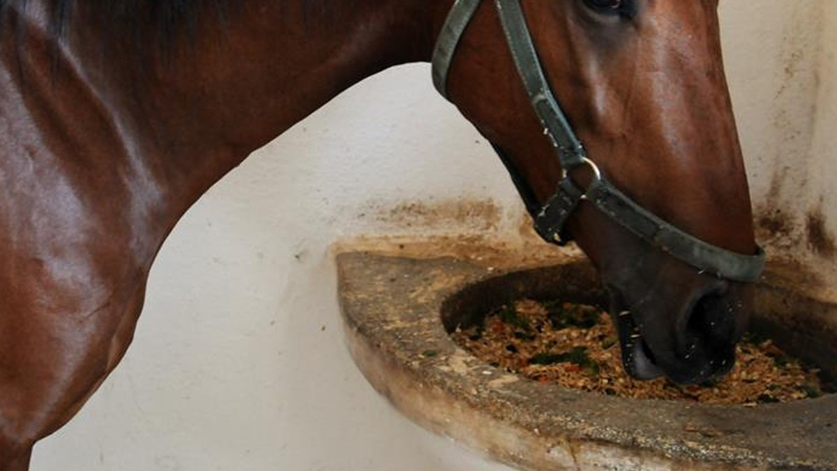 İkram edilen kavurma, yarış atına ait çıktı