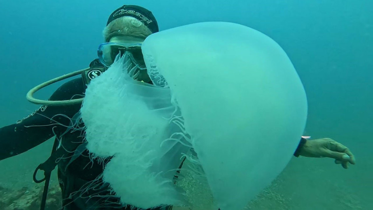 Antalya Körfezi’nde denizanası istilası: Balıkçıların ağları doldu
