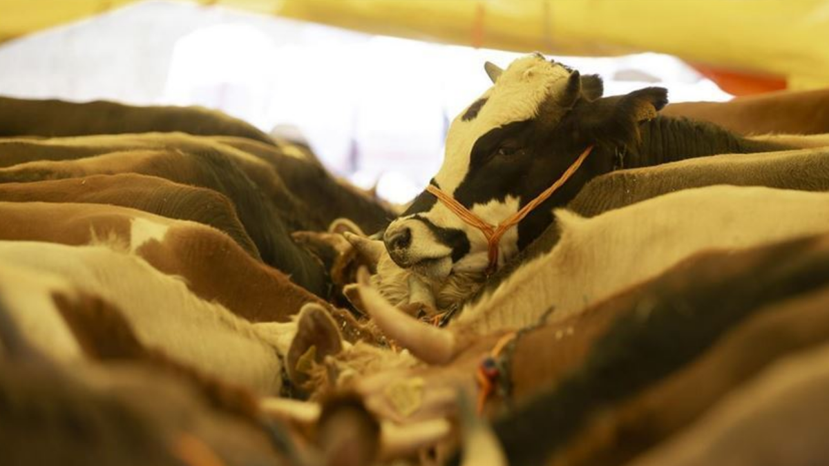 2026 Kurban Bayramı ne zaman, hangi gün?